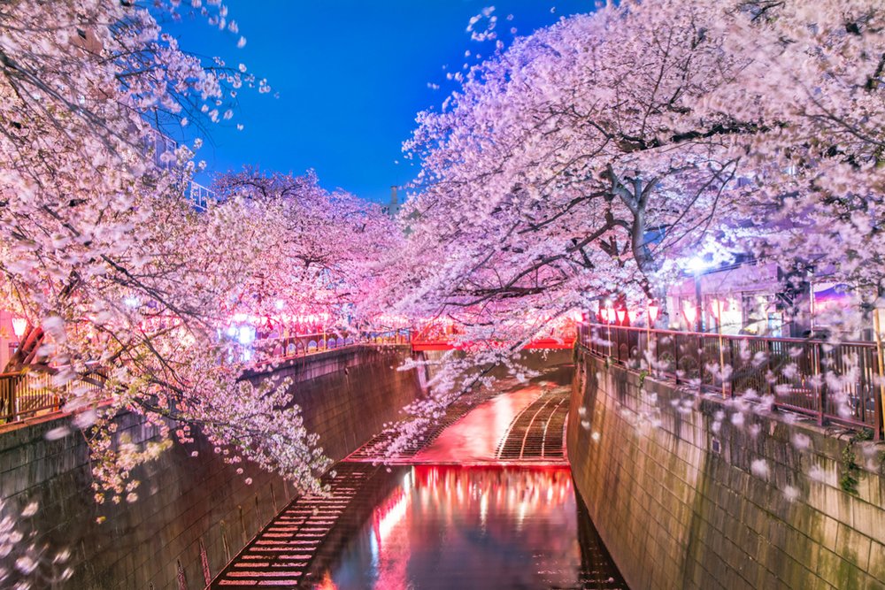 Sông Meguro - Vẻ Đẹp Quyến Rũ Dưới Ánh Đèn Lồng