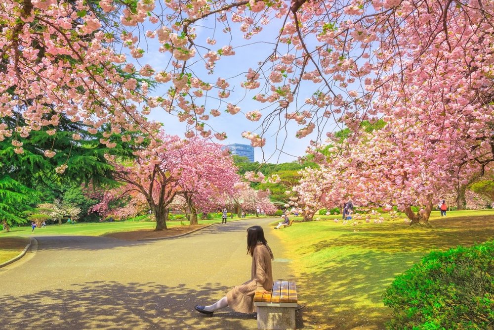 Lạc Bước Trong Cảnh Đẹp Nơi Vườn Quốc Gia Shinjuku Gyoen Ở Tokyo