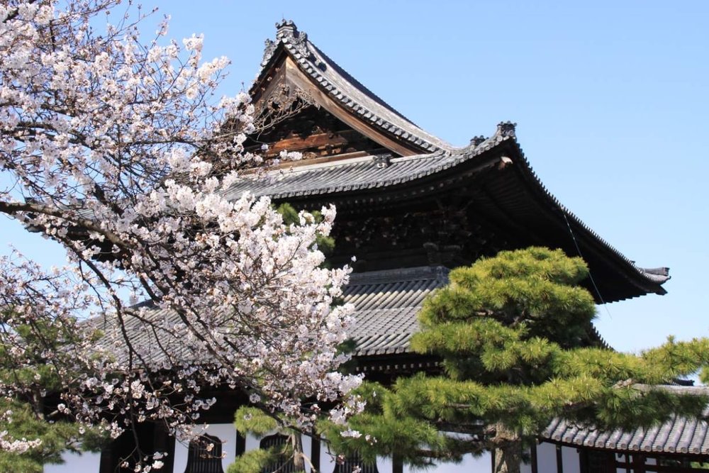 Tận Hưởng Cảnh Sắc Nơi Lâu Đài Nijo Ở Kyoto