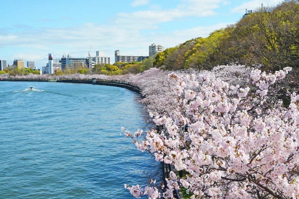 Công Viên Kema Sakuranomiya - Dòng Sông Hoa Rực Rỡ
