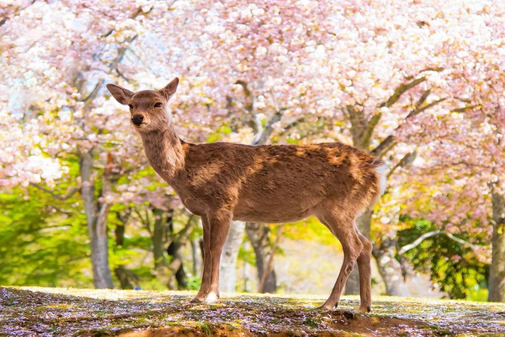 Nara: Hoa Anh Đào Giữa Thiên Nhiên Thanh Tịnh