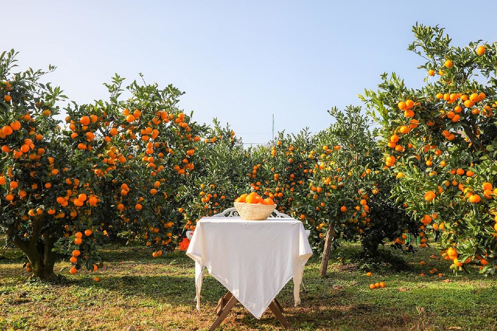 Quýt Jeju (Hallabong & Gamgyul)