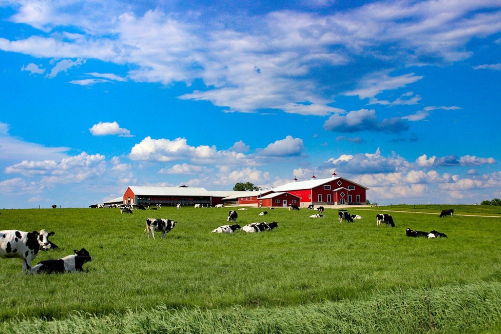 Chiều: Nông Trại Mother Farm - Trải Nghiệm Thiên Nhiên & Hoàng Hôn Trên Đồi