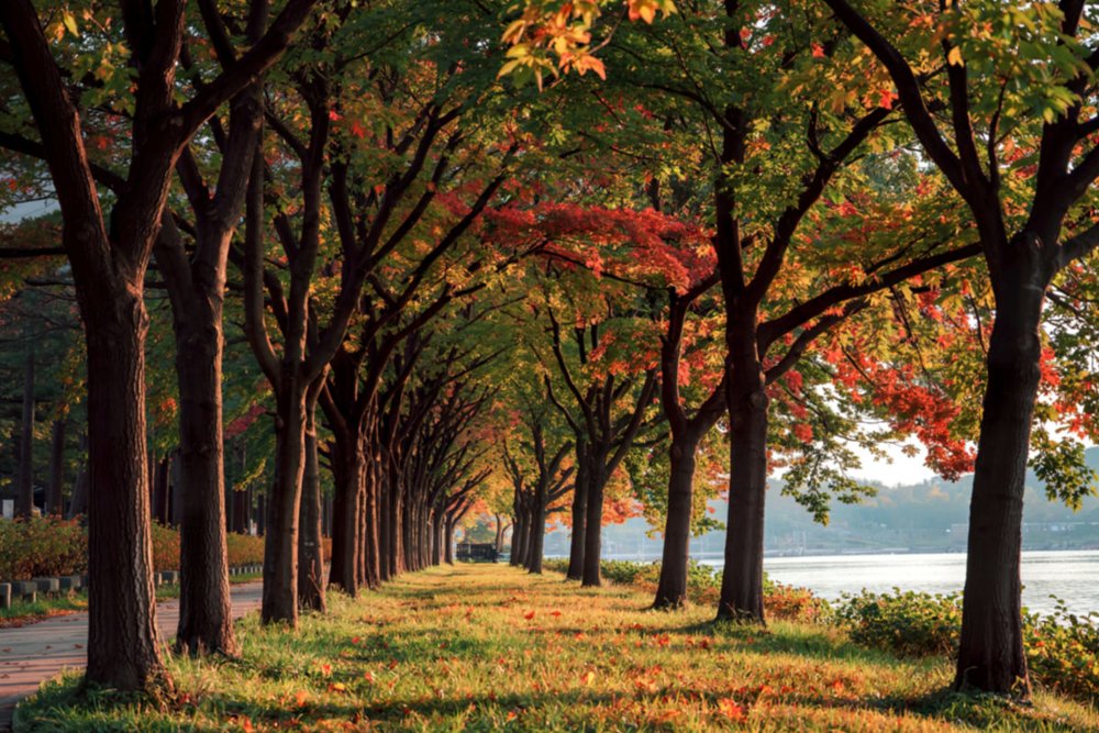 Đảo Nami – Khám Phá Hòn Đảo Chiếc Lá Lãng Mạn Bốn Mùa