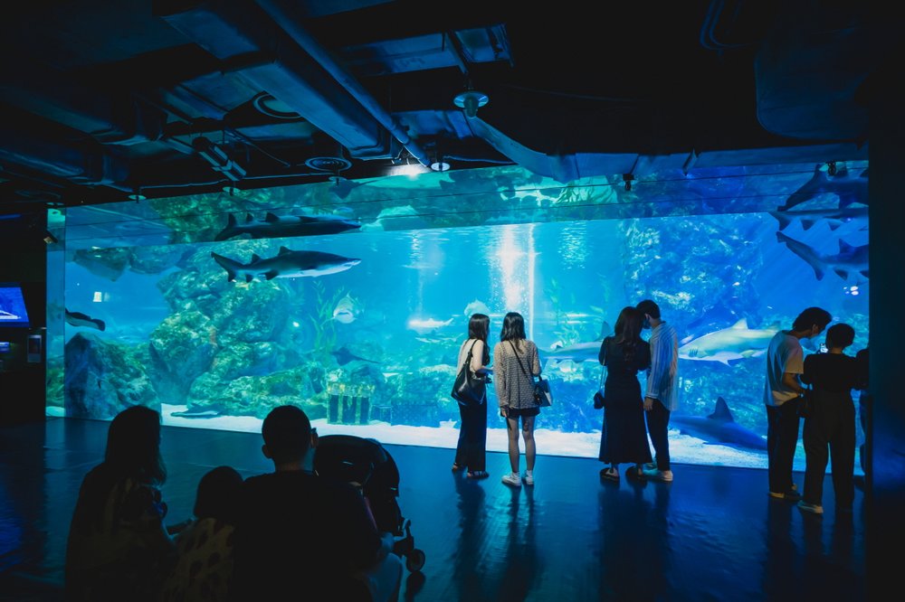 Thủy Cung SEA LIFE COEX – Khám Phá Đại Dương Thu Nhỏ Tại Gangnam