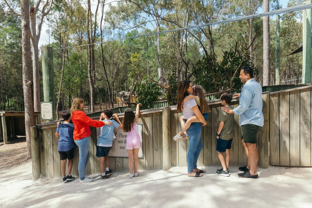 Visitors watching koalas in an outdoor wildlife enclosure at Paradise Country