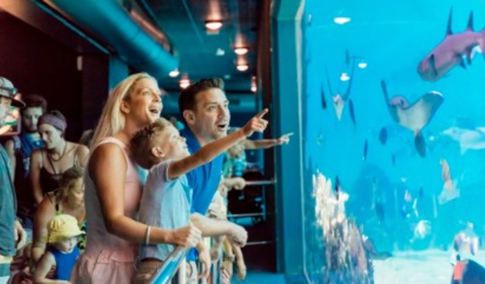 A family looking at one of Sea World’s aquariums.