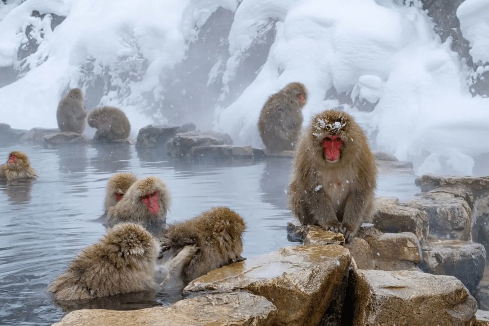 Tham Quan Công Viên Khỉ Tuyết Jigokudani