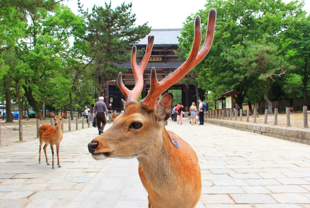 Nara Japan deer day trips from Kyoto