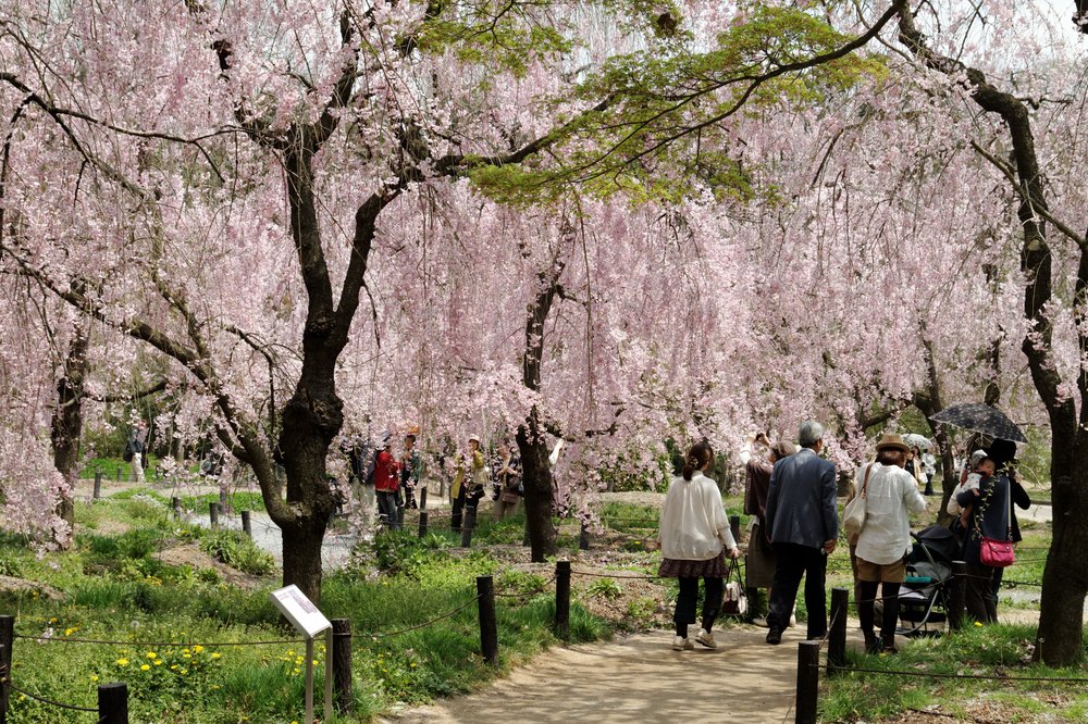 Cherry blossoms at the Kyoto Botanical Gardens