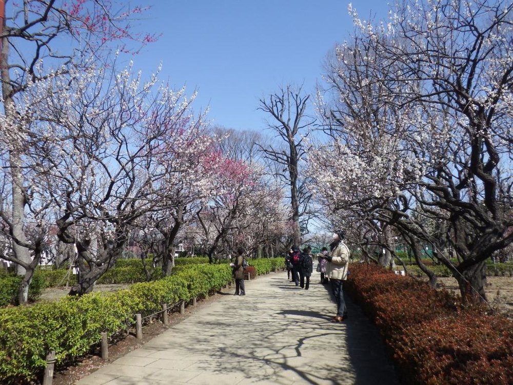 世田谷羽根木公園,東京12/1/2月