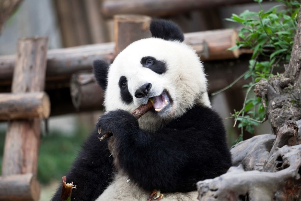 Ngày 2: Check-in "Quốc Bảo" Gấu Trúc & Chill Tại Ngõ Rộng Ngõ Hẹp