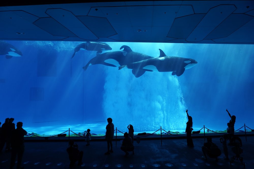 โซน Whale Wonders