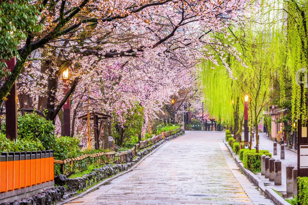 Shirakawa Street lined with cherry blossoms and greenery in Kyoto’s Gion