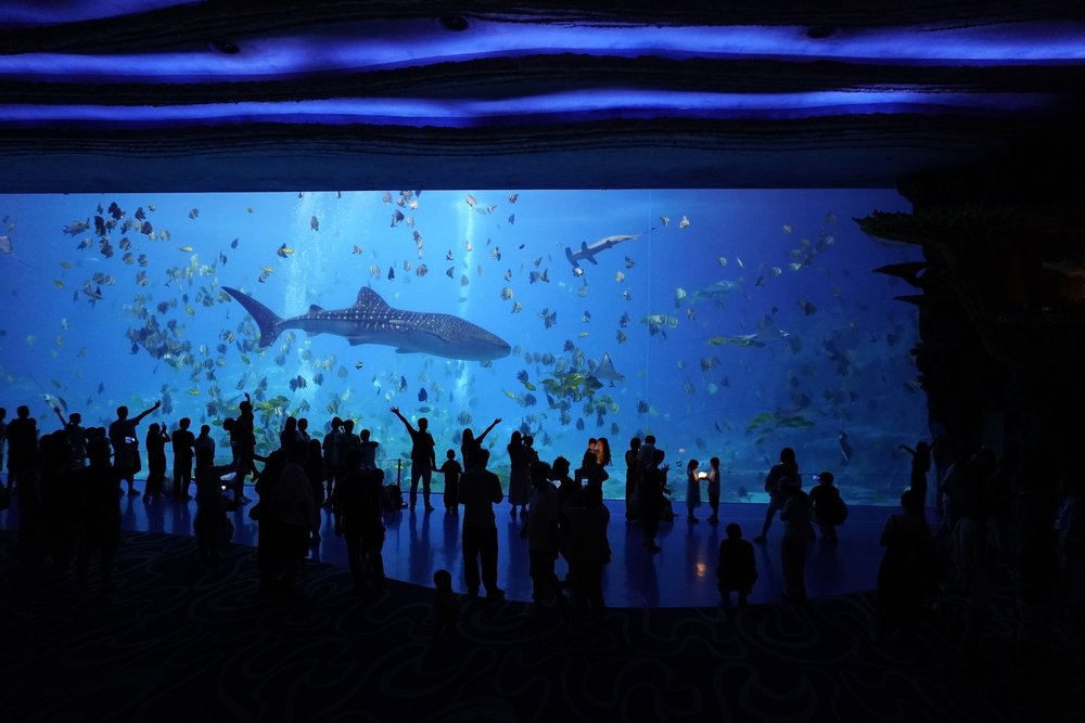 รีวิวโซน Ocean Beauty ตู้อควาเรียมยักษ์และฉลามวาฬ