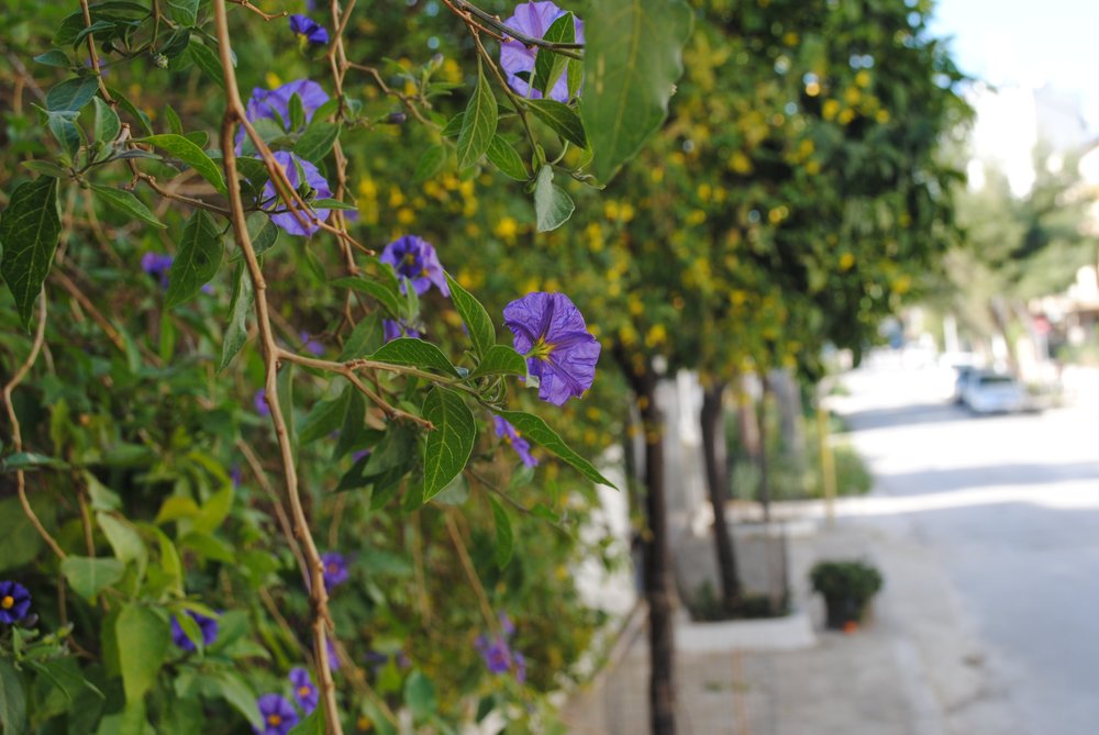 Spring blossoms on a street in Athens