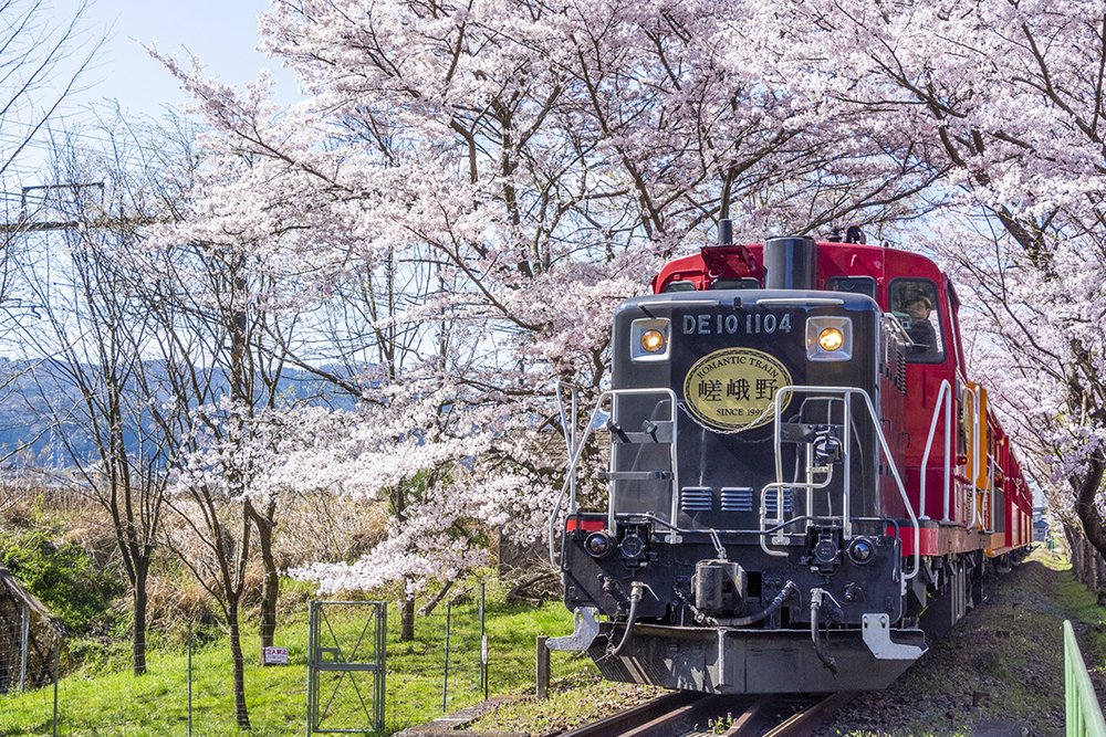 Sagano Romantic Train passing through cherry blossoms in Arashiyama