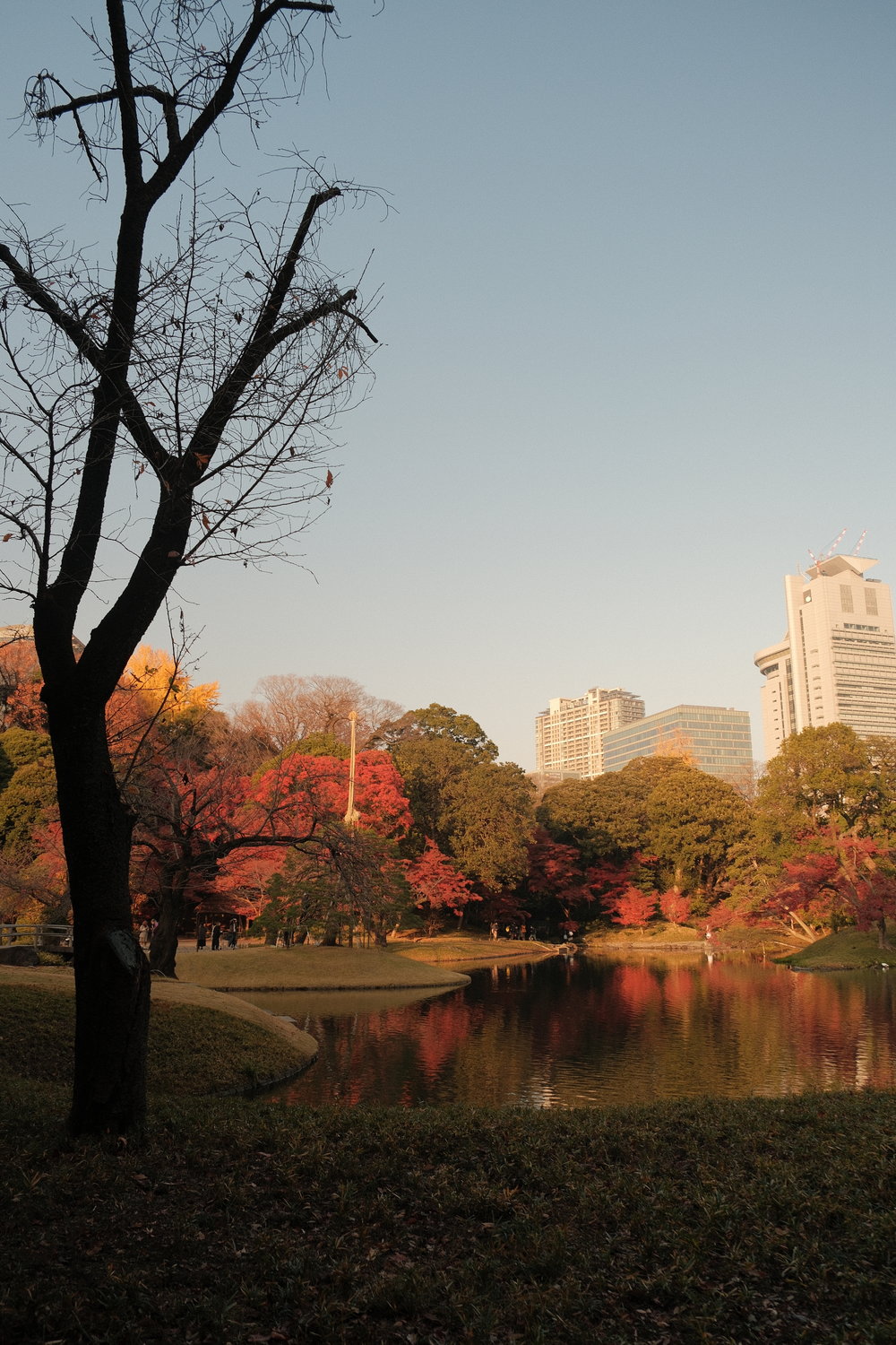 sg autumn foliage Koishikawa Korakuen Gardens