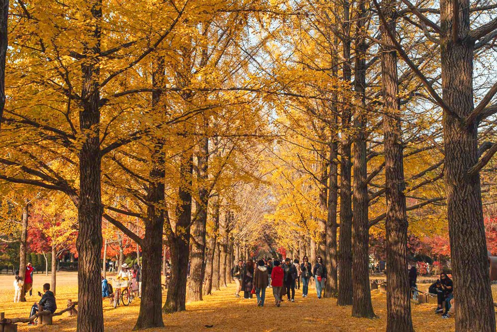 Đảo Nami: Điểm Du Lịch “Quốc Dân” Đẹp Nhất Mùa Thu & Đông