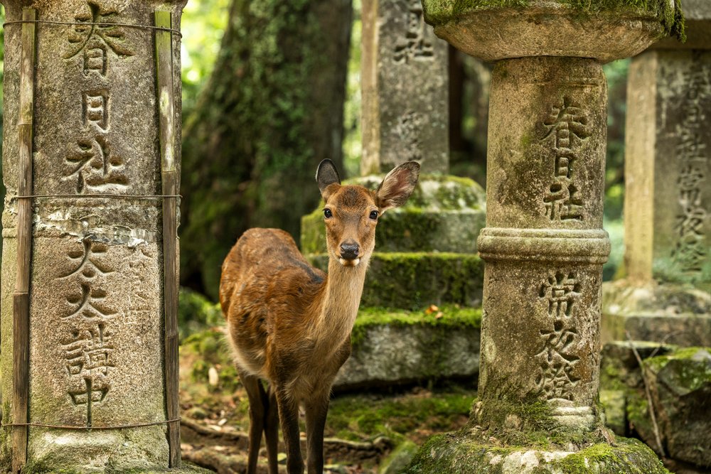 Deer in Nara Park