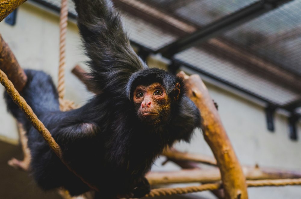 A monkey playing around inside its enclosure at the ARTIS Zoo in Amsterdam.
