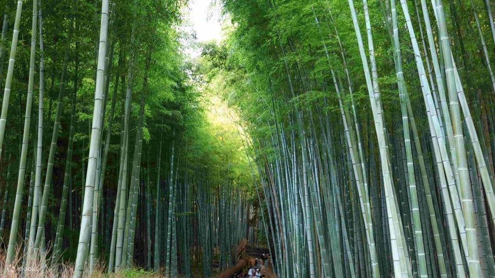 Go through the path of towering Bamboo Stalks of the forest