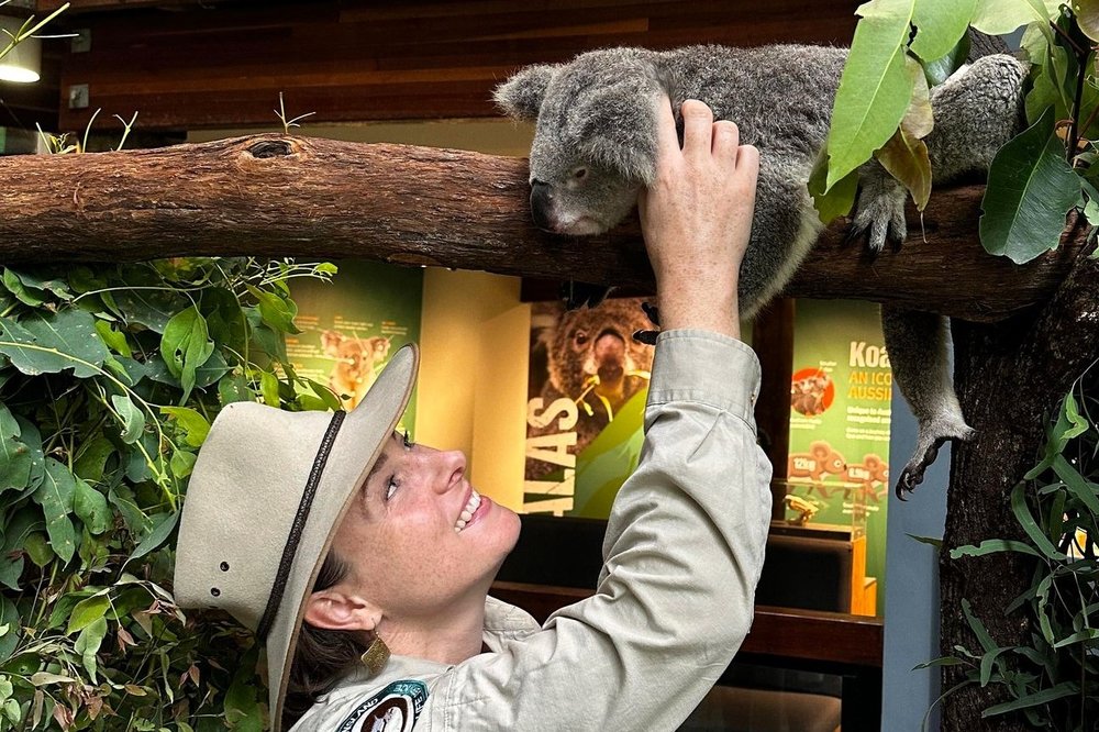Visitor interacting with a koala at Daisy Hill Koala Centre in Queensland