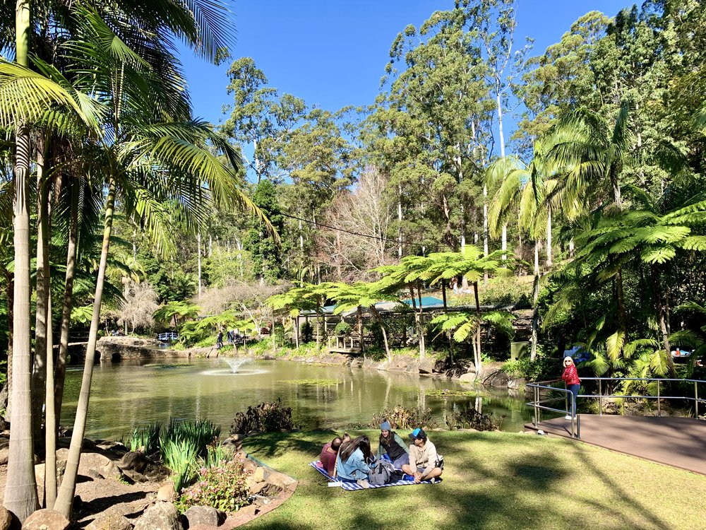 Picnic area surrounded by tropical trees at Daisy Hill Conservation Park