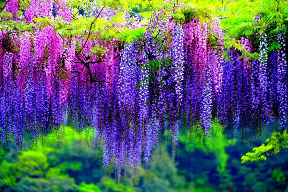 Lễ Hội Hoa Tử Đằng Núi Eungbong - Ngỡ Ngàng Trước Thác Hoa Tím Rủ Xuống Từ Đỉnh Eungbong