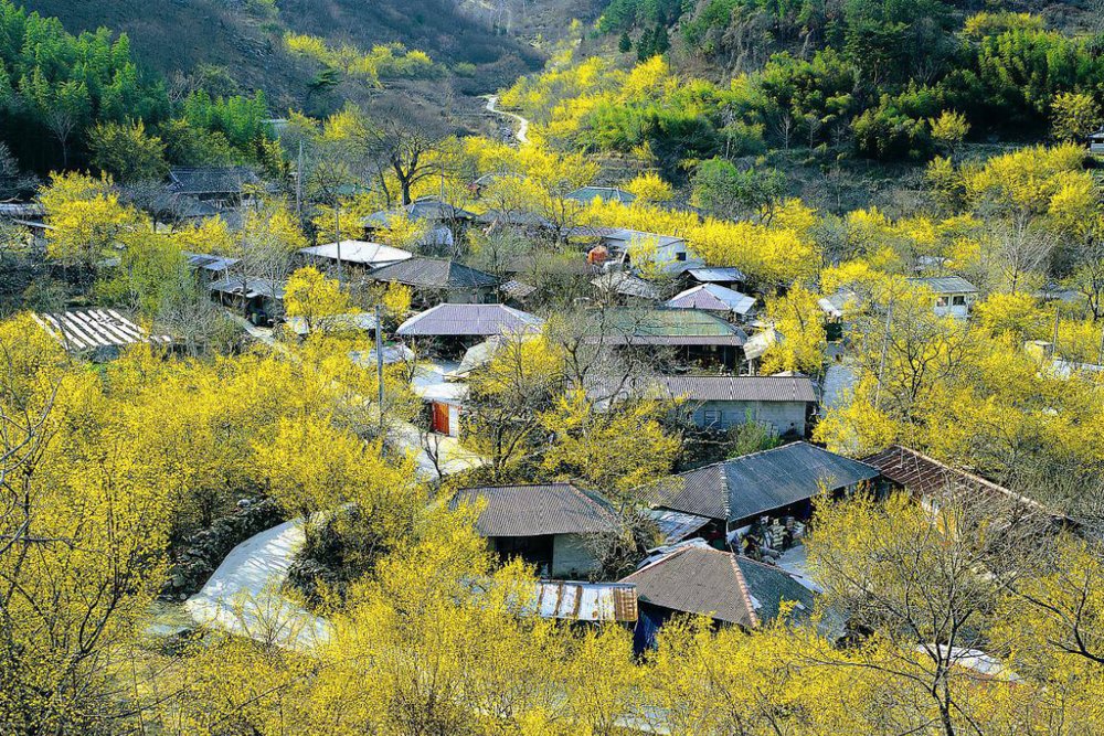 Lễ Hội Hoa Sơn Thù Baeksa -  Sắc Vàng Báo Hiệu Mùa Xuân Đã Về