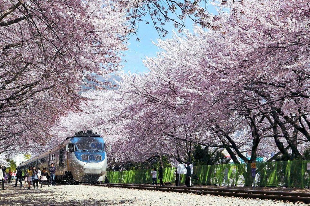 Lễ Hội Hoa Anh Đào Jinhae - Chiêm Ngưỡng Lễ Hội Hoa Anh Đào Lớn Nhất Hàn Quốc