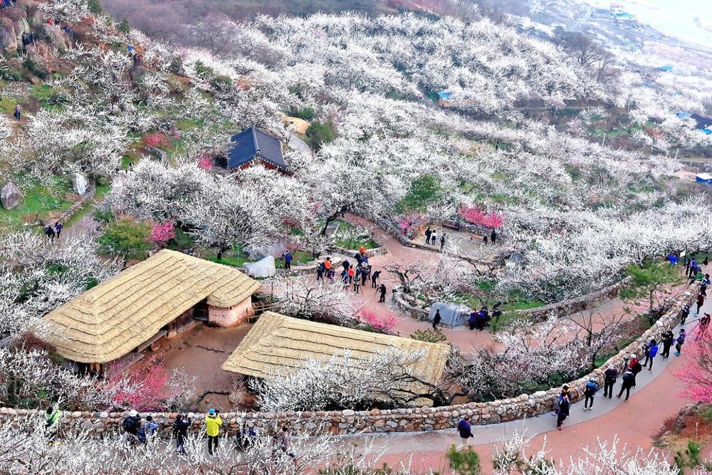 Lễ Hội Hoa Mai Gwangyang - Lạc Bước Giữa "Biển Tuyết Trắng"