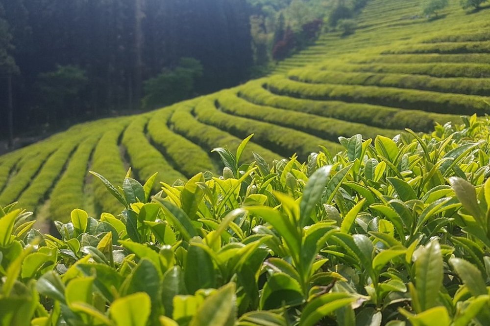 Lễ Hội Trà Boseong Mùa Xuân - Khi Hàn Quốc Xanh Nhất Trong Năm