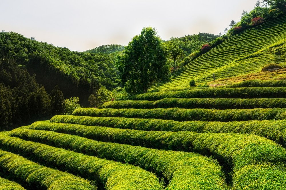 Lễ Hội Trà Boseong Mùa Xuân - Khi Hàn Quốc Xanh Nhất Trong Năm