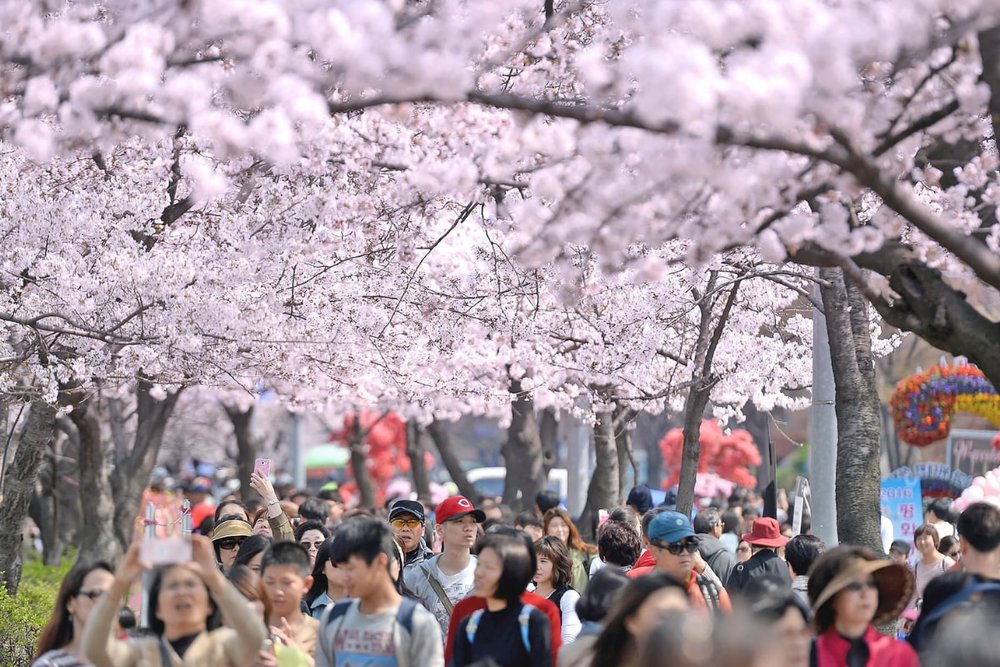 Kinh Nghiệm Tham Gia Lễ Hội Mùa Xuân Ở Hàn Quốc