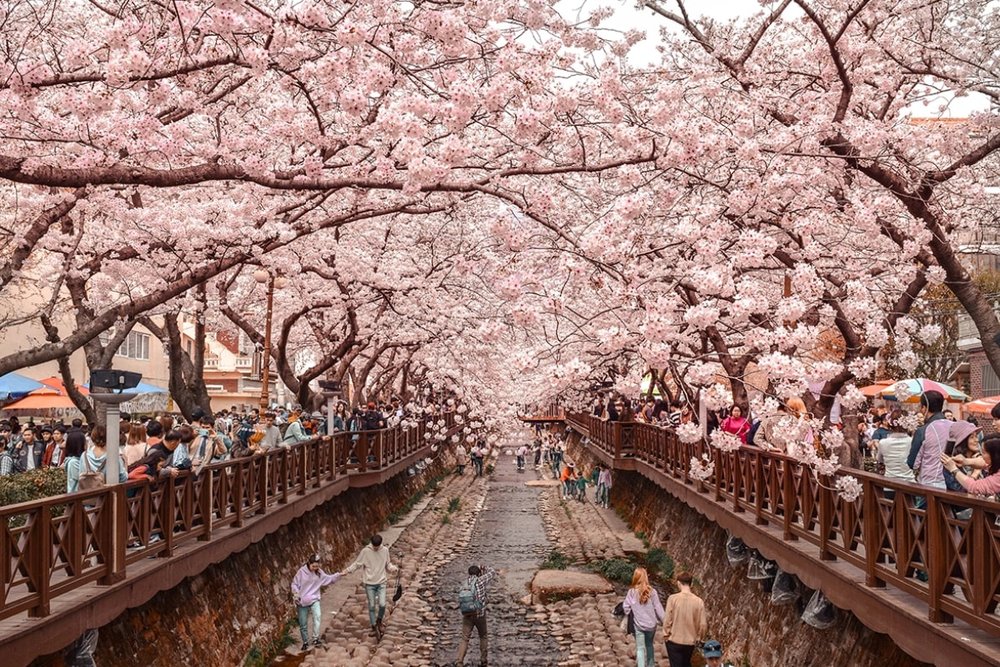 Lễ Hội Hoa Anh Đào Jinhae - Chiêm Ngưỡng Lễ Hội Hoa Anh Đào Lớn Nhất Hàn Quốc