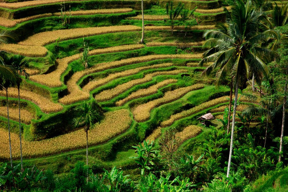 Tour Những Điều Tuyệt Nhất Ở Ubud: Rừng Khỉ, Ruộng Bậc Thang & Xích Đu Rừng