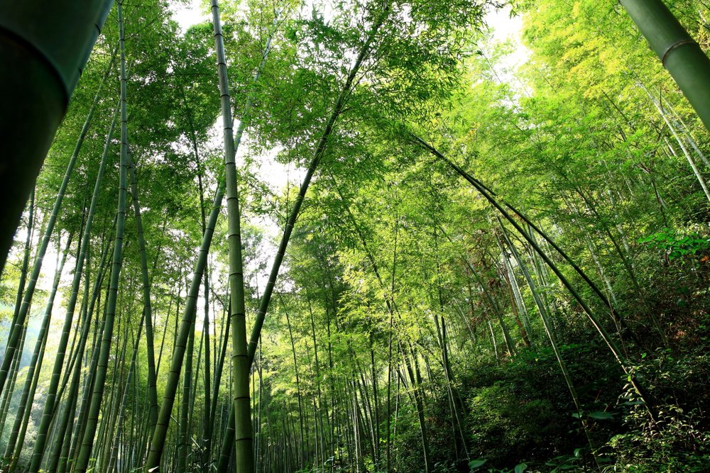  Rừng Trúc Tử Tử Lâm – Không Gian Thiền Định Giữa Thiên Nhiên