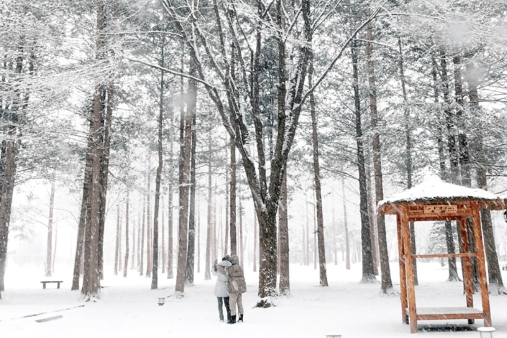 Đảo Nami - Địa Điểm Quay Phim Nổi Tiếng Gắn Liền Với Bản Tình Ca Mùa Đông