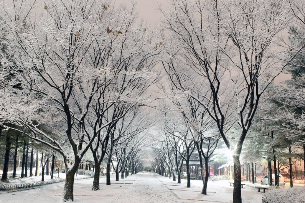 Đảo Nami - Địa Điểm Quay Phim Nổi Tiếng Gắn Liền Với Bản Tình Ca Mùa Đông