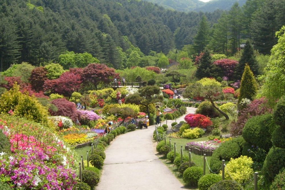  Tour Ngày Đảo Nami - Hái Dâu, Làm Mứt Và Khám Phá Vườn Garden of Morning Calm hoặc Gangchon Rail Bike