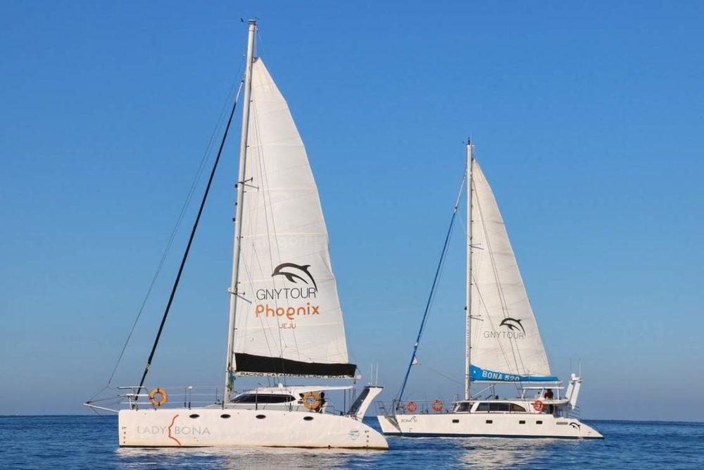  Trải Nghiệm Đi Du Thuyền Gimnyeong Và Ngắm Cá Heo Ở Jeju