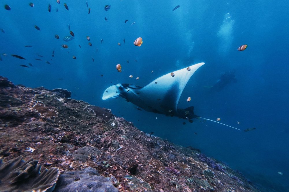 Manta Point (Nusa Penida) – Trải nghiệm Bơi Cùng Đàn Cá Đuối Khổng Lồ