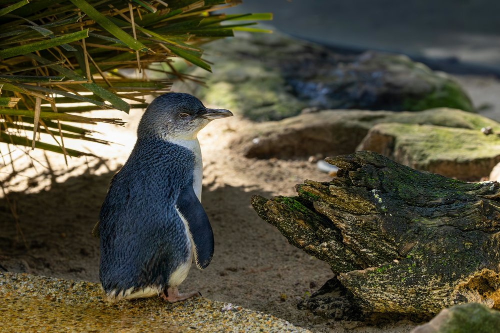 Penguins at St Kilda Beach | Photo Credits: Stuart Robinson on Pexels