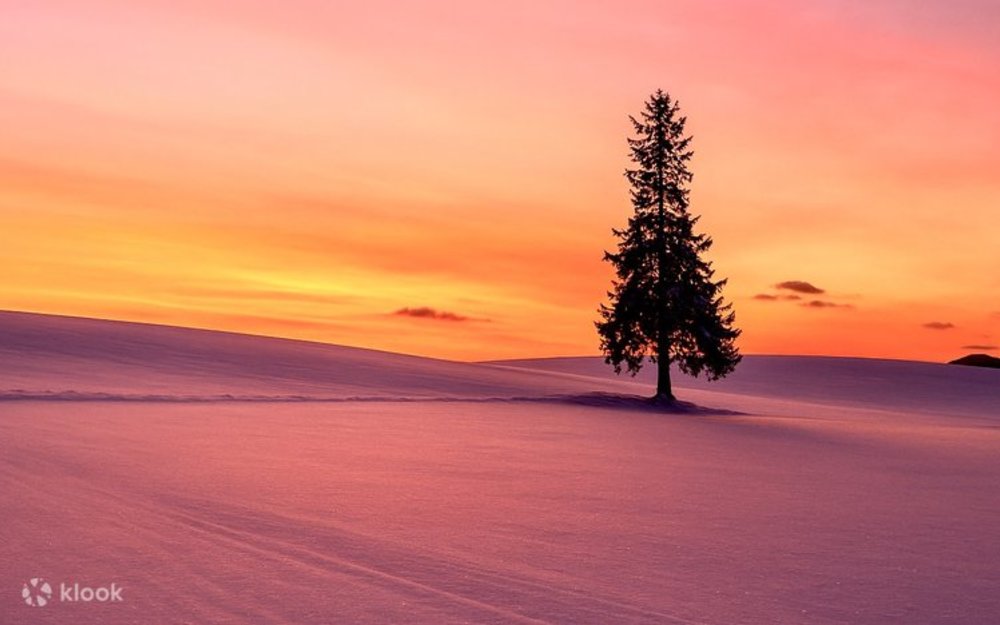 富良野聖誕樹之木