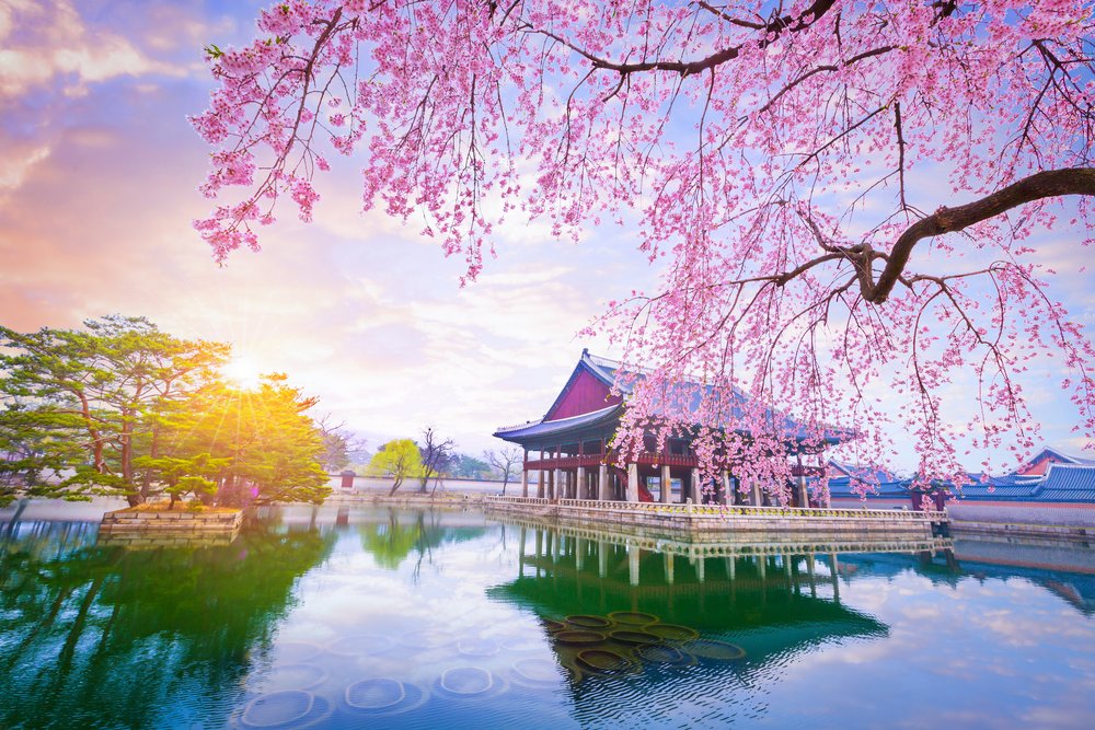 Cherry blossoms at a traditional Korean palace during spring season