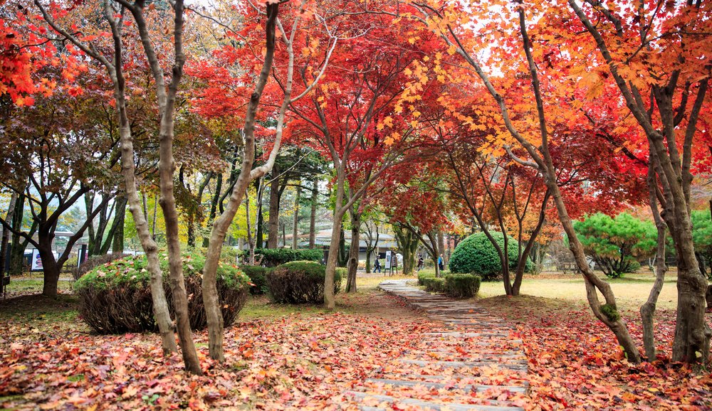 Autumn foliage in a South Korean park during fall season