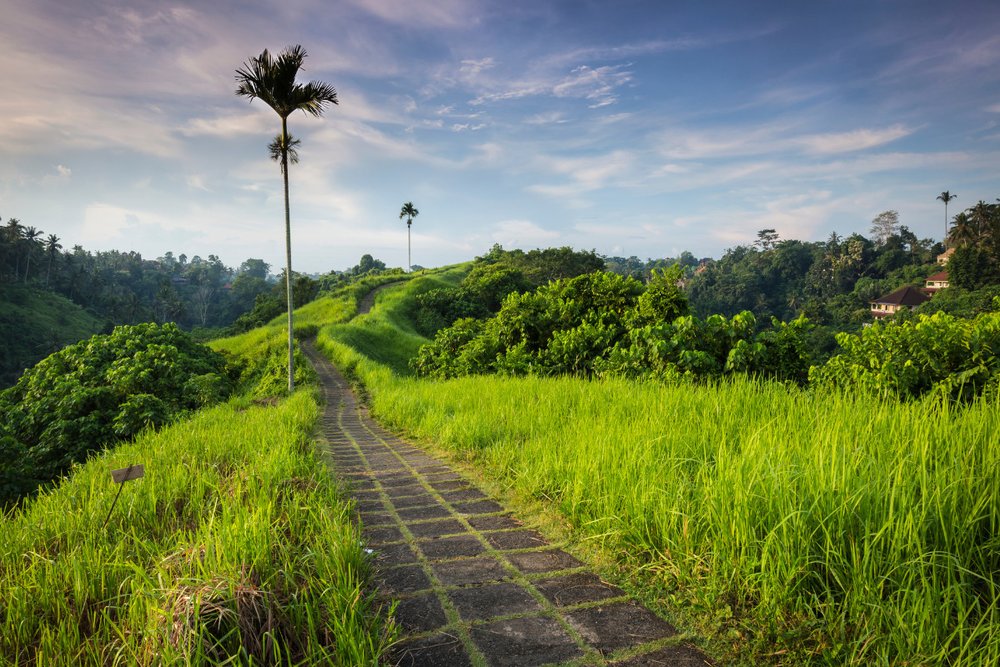 Con Đường Lát Đá Campuhan Ridge – Bản Tình Ca Giữa Đồi Cỏ