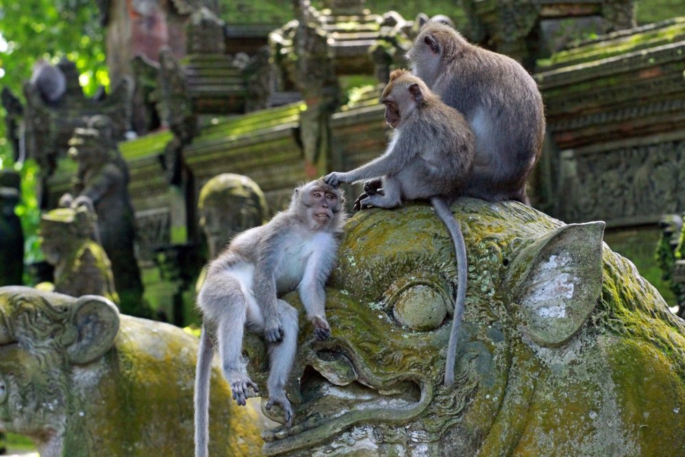 Rừng Khỉ Ubud – Vương Quốc Của Những "Cư Dân" Tinh Nghịch
