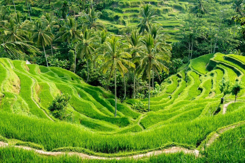 Ruộng Bậc Thang Tegallalang – Tuyệt Tác Hình Khối Từ Bàn Tay Con Người